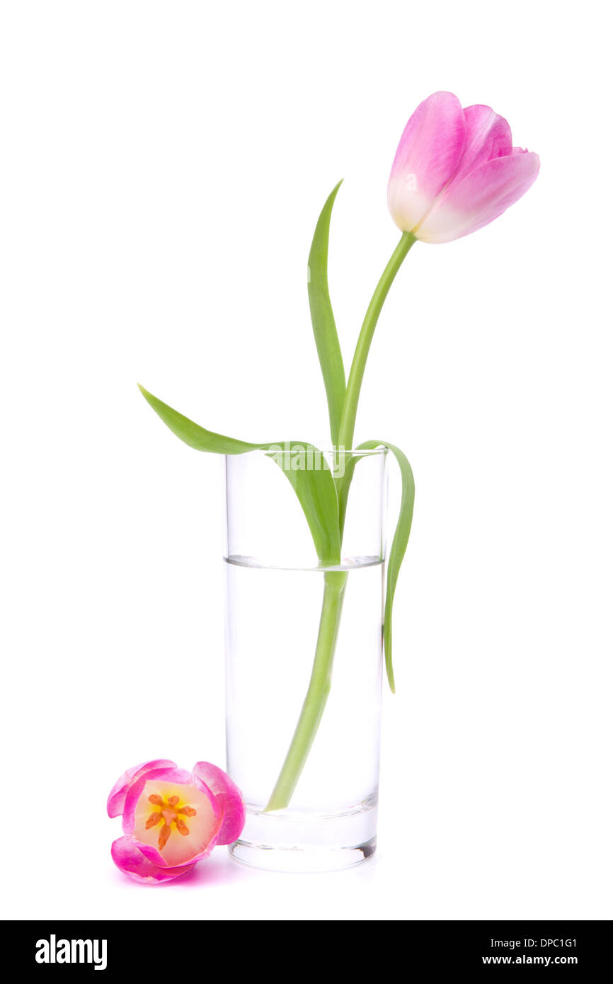 Pink tulip in vase isolated on white background Stock Photo - Alamy