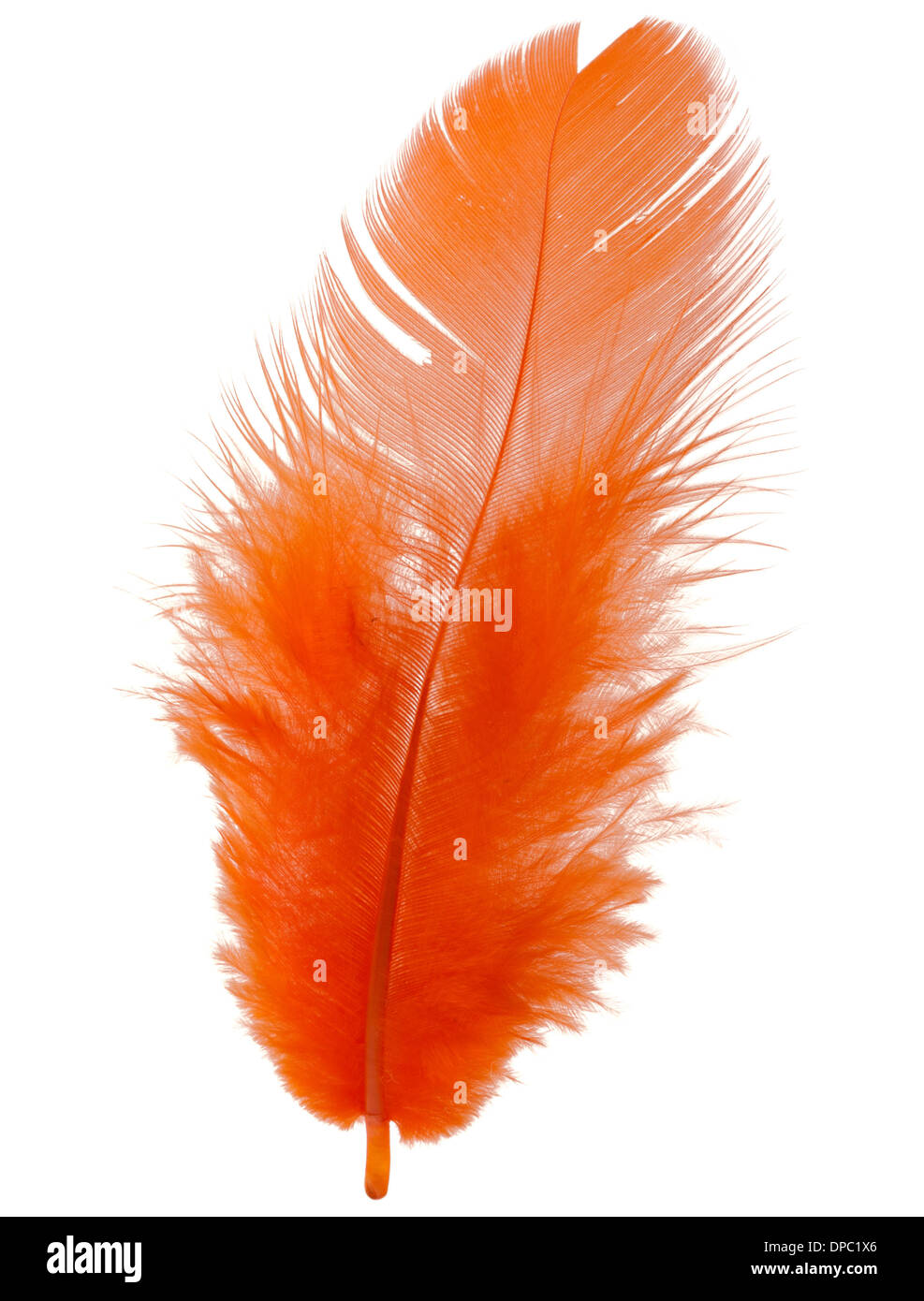 Orange feather isolated on white background cutout Stock Photo