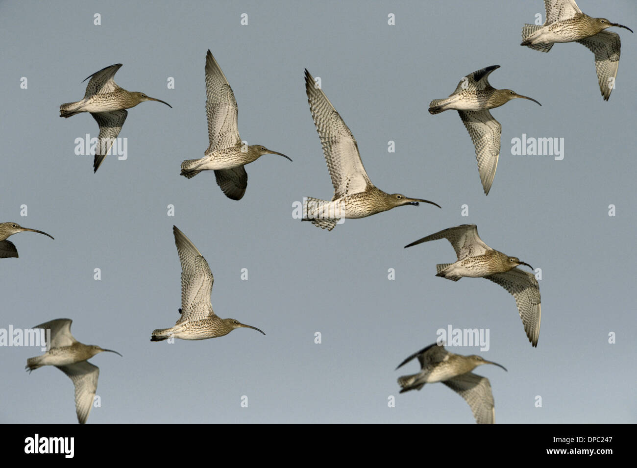 Curlew Numenius arquata - Flock in flight Stock Photo