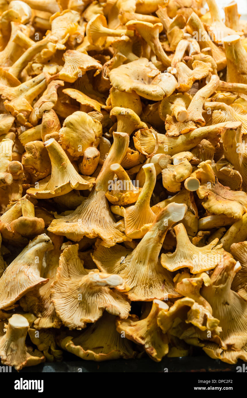 Bulk display of fresh Chanterelle mushrooms at a market stall Pike Place Market, Seattle, Washington, USA Stock Photo