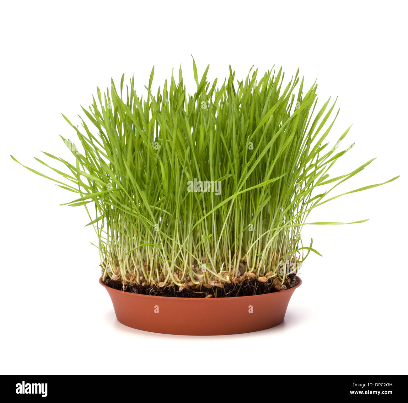 grass isolated on white background Stock Photo - Alamy