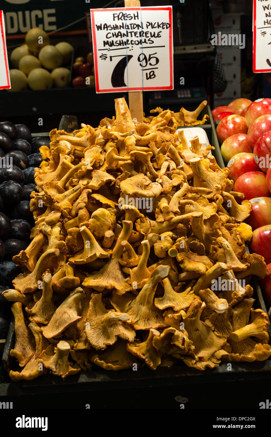 Bulk display of fresh Chanterelle mushrooms at a market stall Pike Place Market, Seattle, Washington, USA Stock Photo
