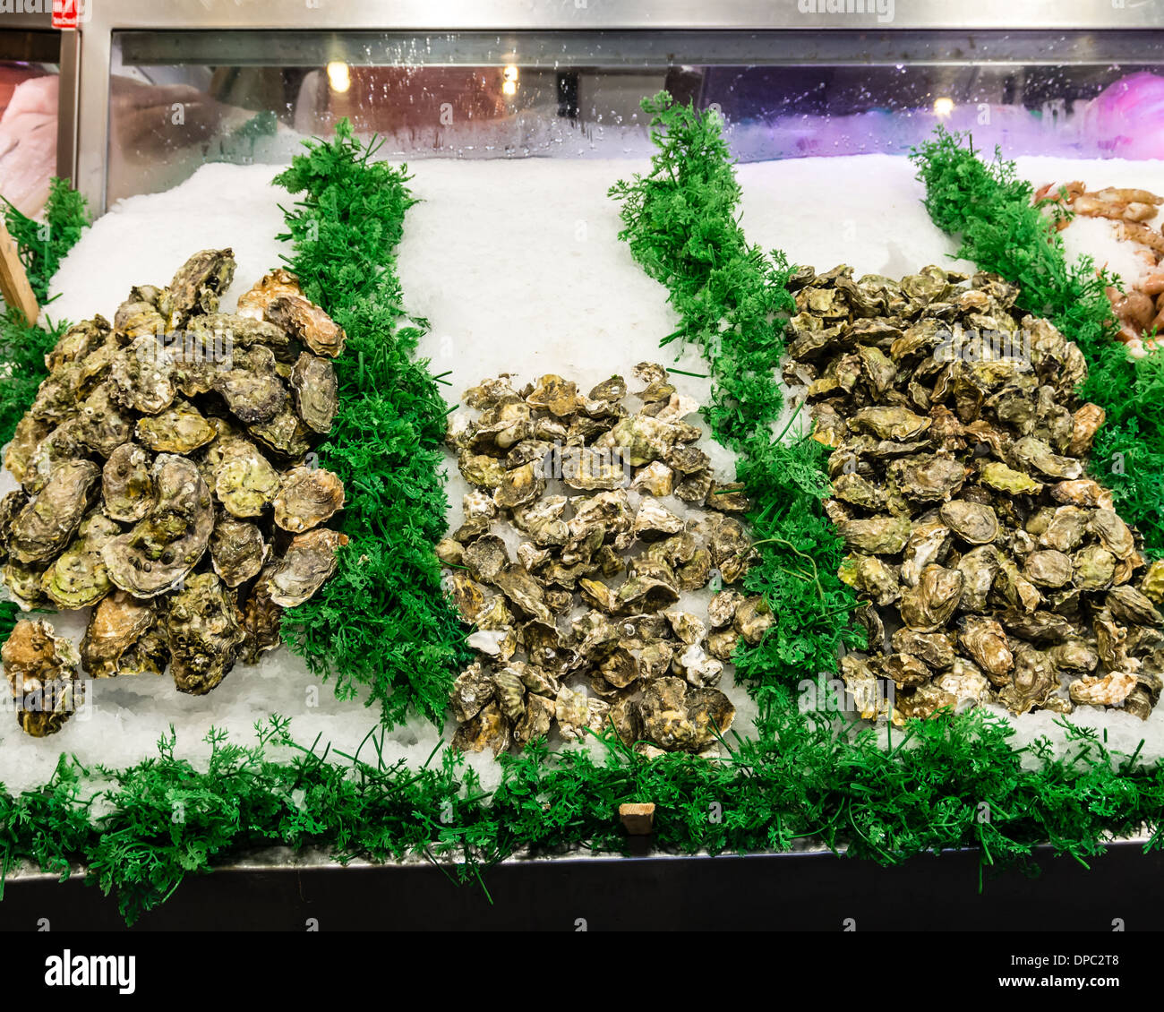 Display of fresh oysters on ice in a refrigerated case at a market stall Pike Place Market Seattle, Washington, USA Stock Photo