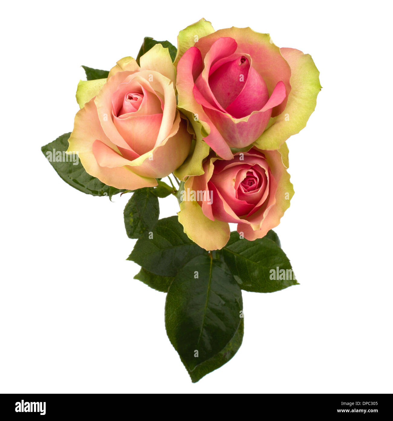 Beautiful roses isolated on white background Stock Photo - Alamy