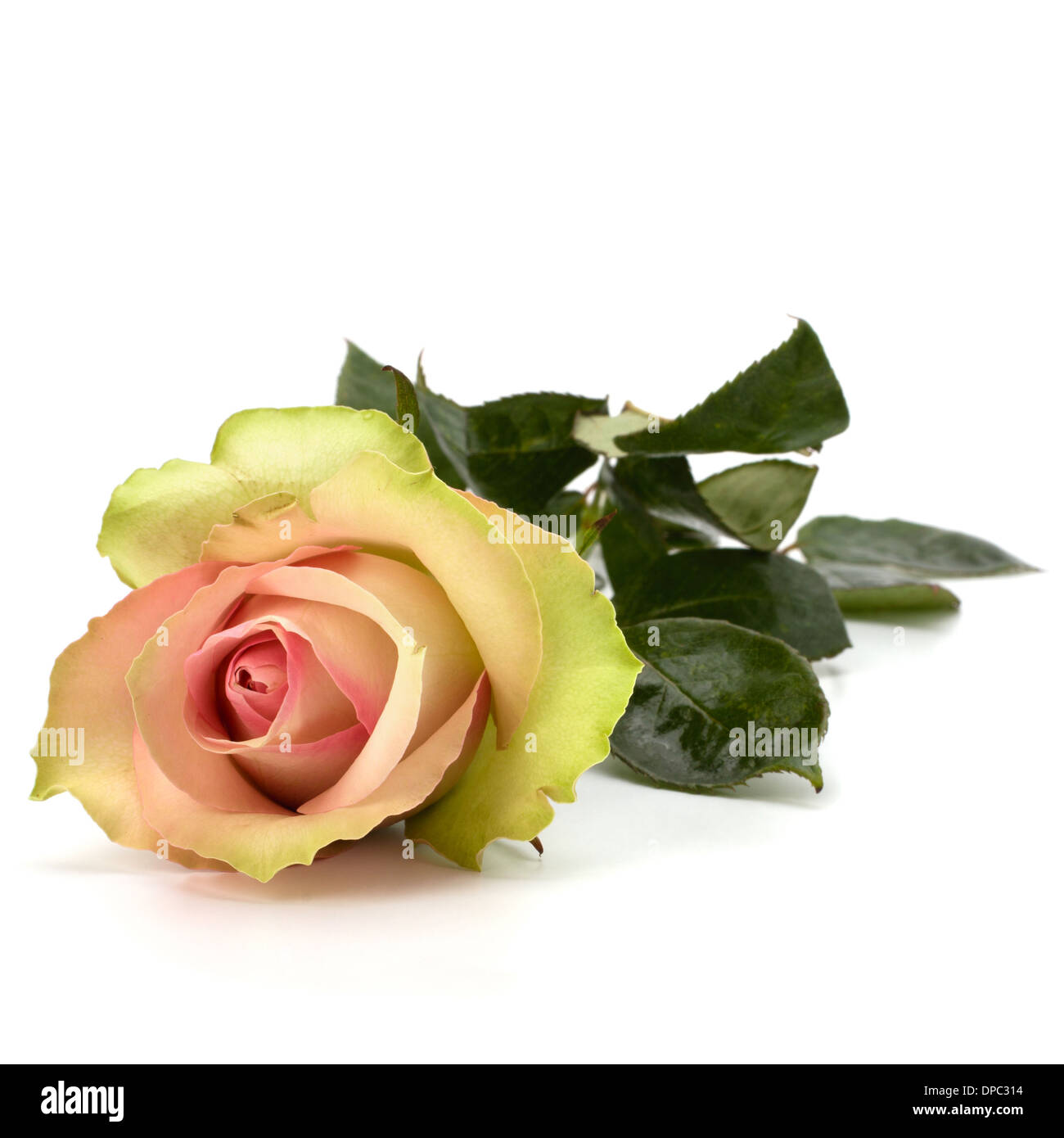 Beautiful rose isolated on white background Stock Photo - Alamy