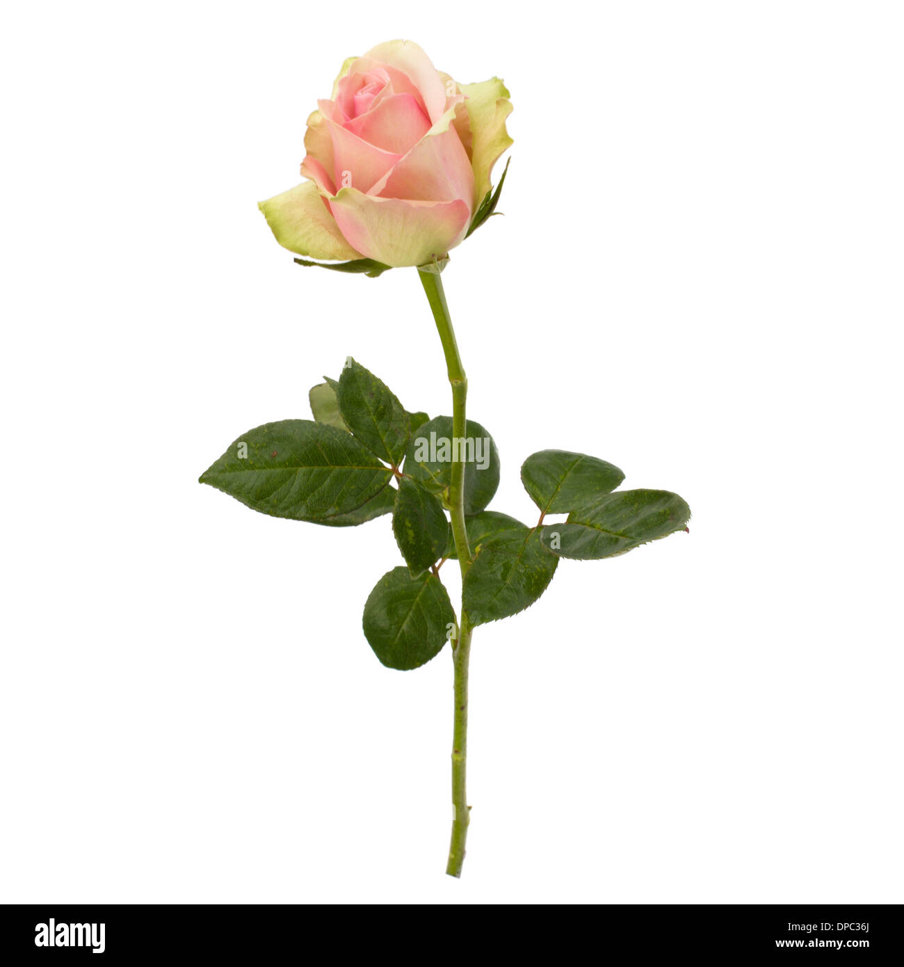 Beautiful rose isolated on white background Stock Photo - Alamy