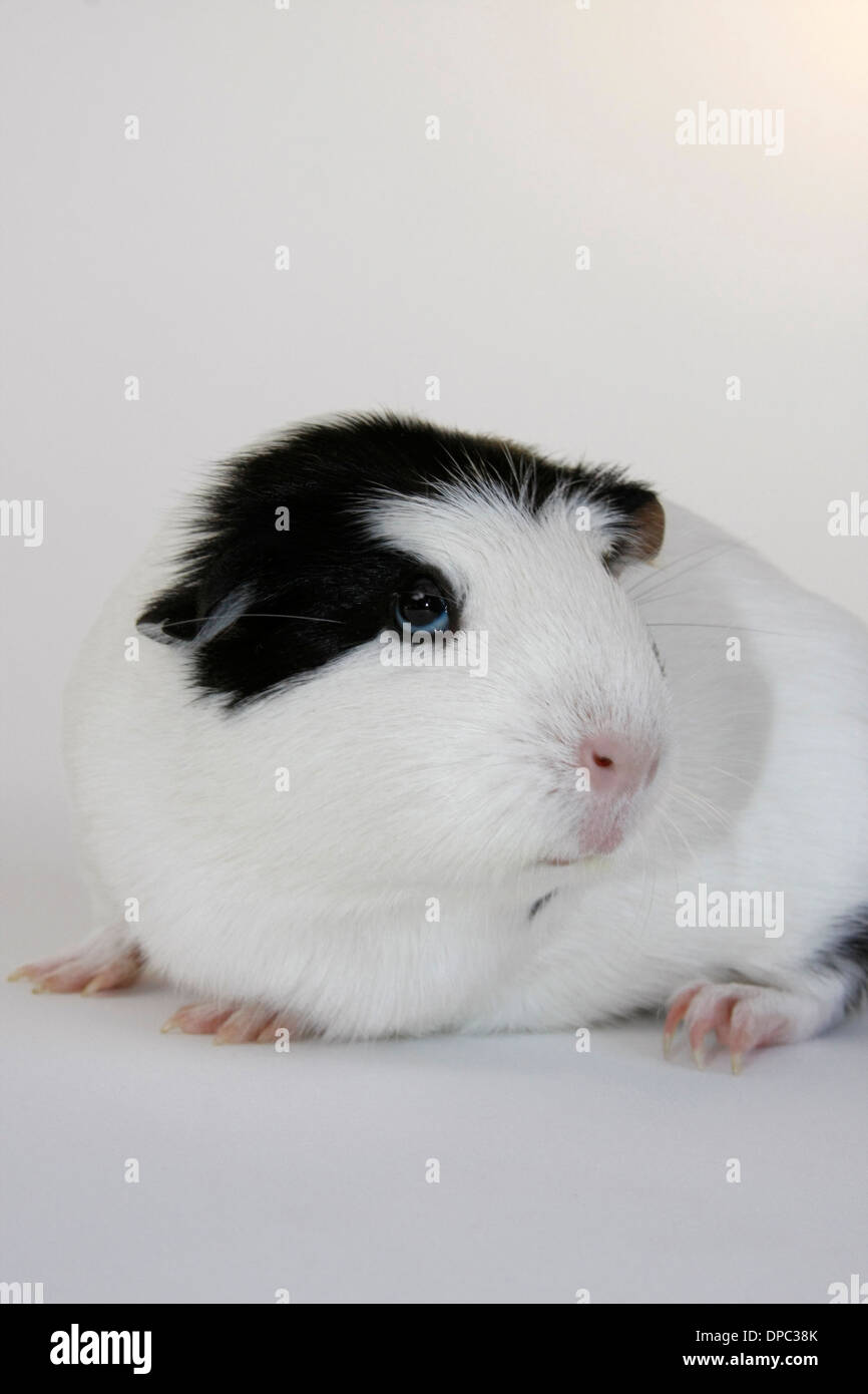 Guinea Pig pet on white background Stock Photo Alamy
