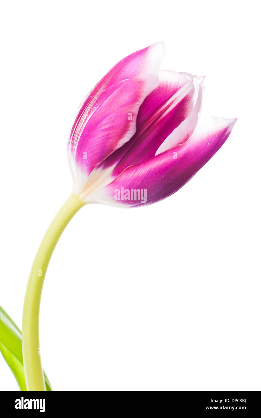 Pink tulip isolated on white background Stock Photo - Alamy