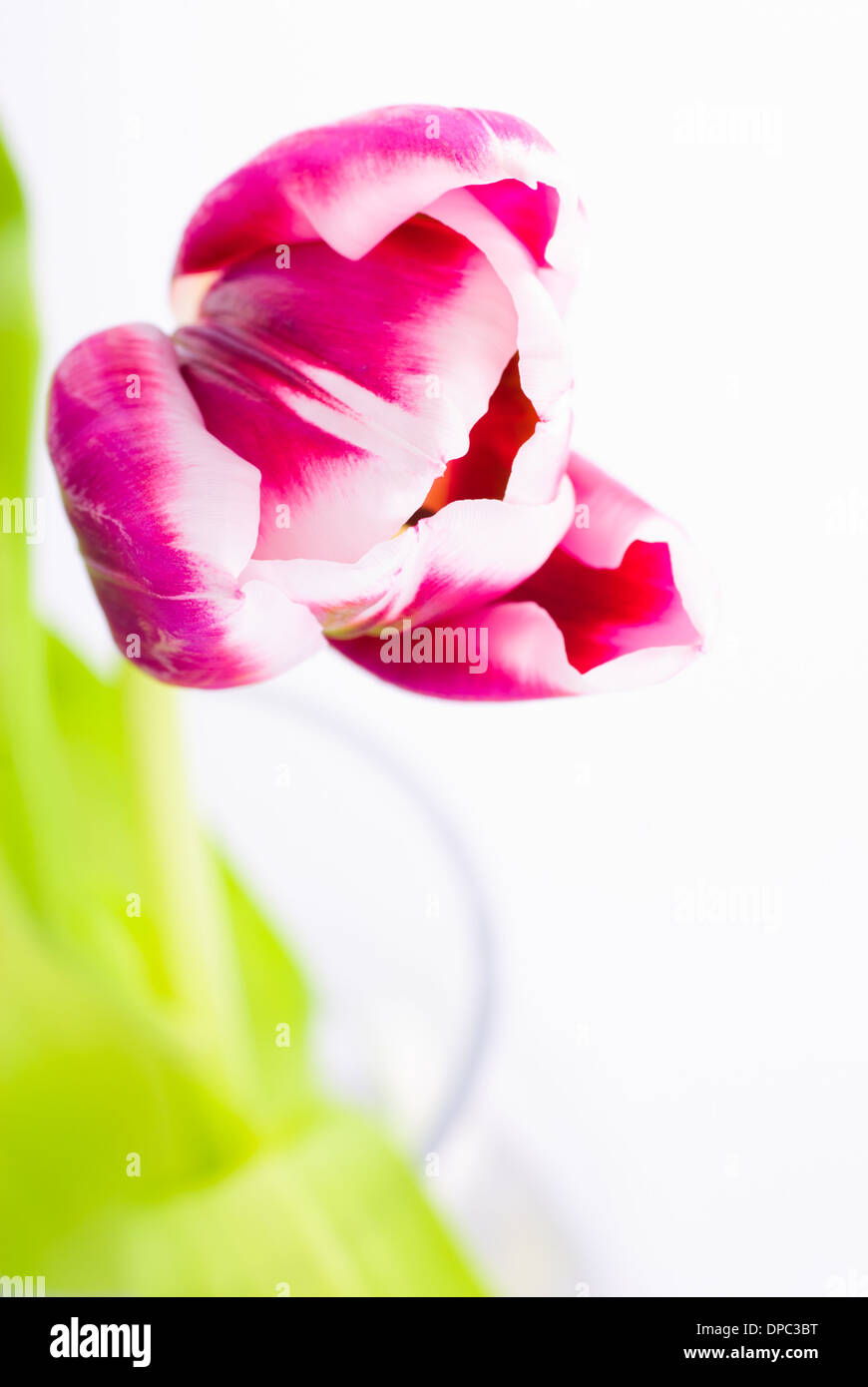Pink tulip isolated on white background Stock Photo - Alamy