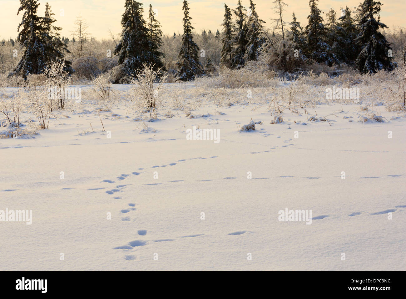 Footprints in fresh snow after a winter storm in Southern Ontario. Ice coats shrubs and grasses in Presqu'ile Provincial Park. Stock Photo