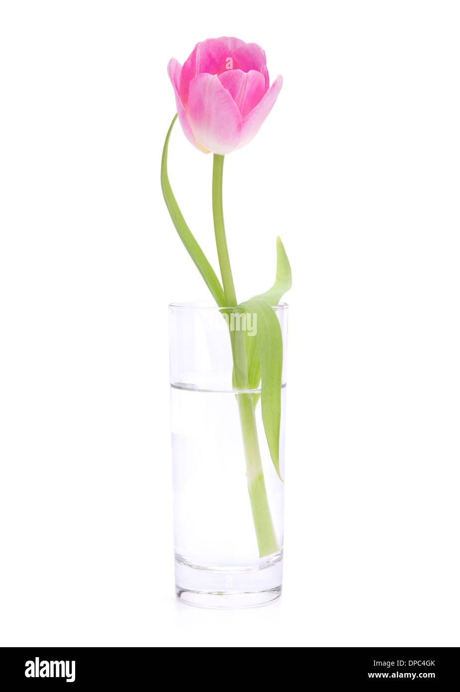 Pink tulip in vase isolated on white background Stock Photo - Alamy