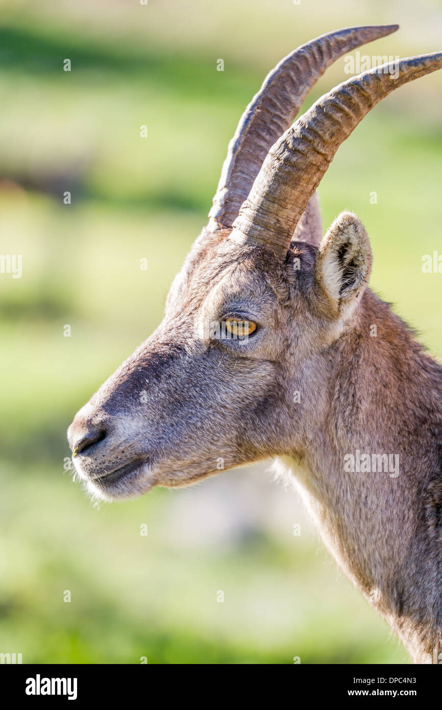 Closeup of the profile of an Alpine Ibex or Steinbock doe Stock Photo