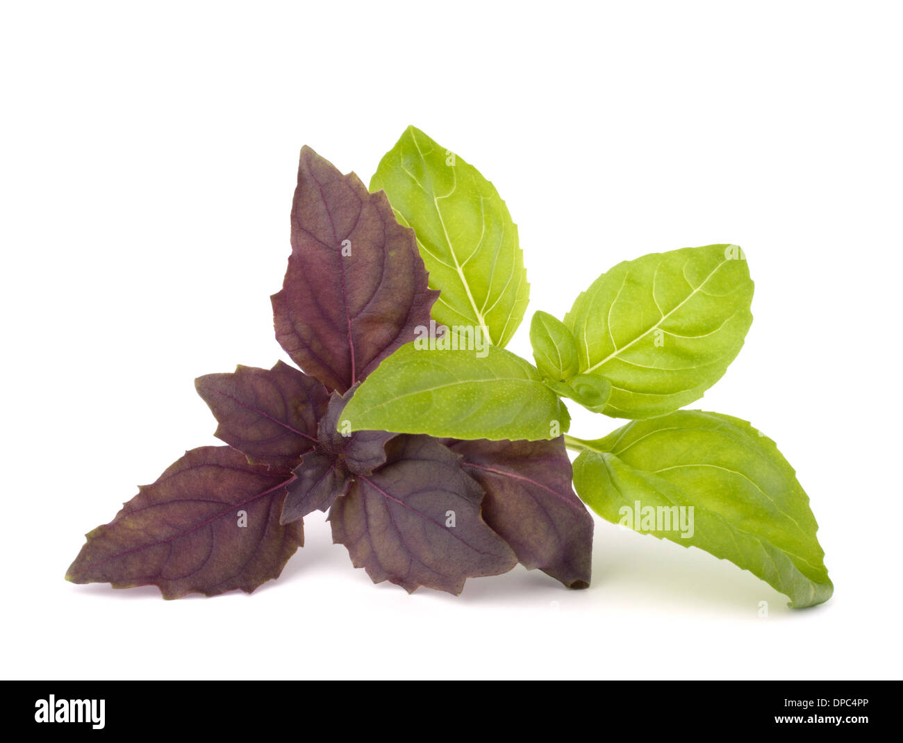 Sweet basil leaves isolated on white background Stock Photo Alamy