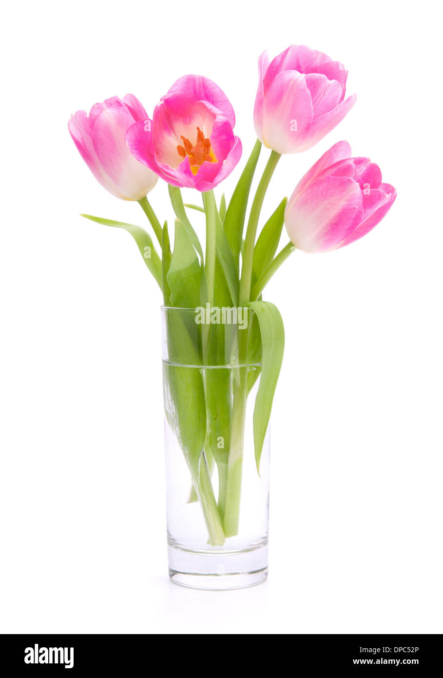 Pink tulips bouquet in vase isolated on white background Stock Photo ...