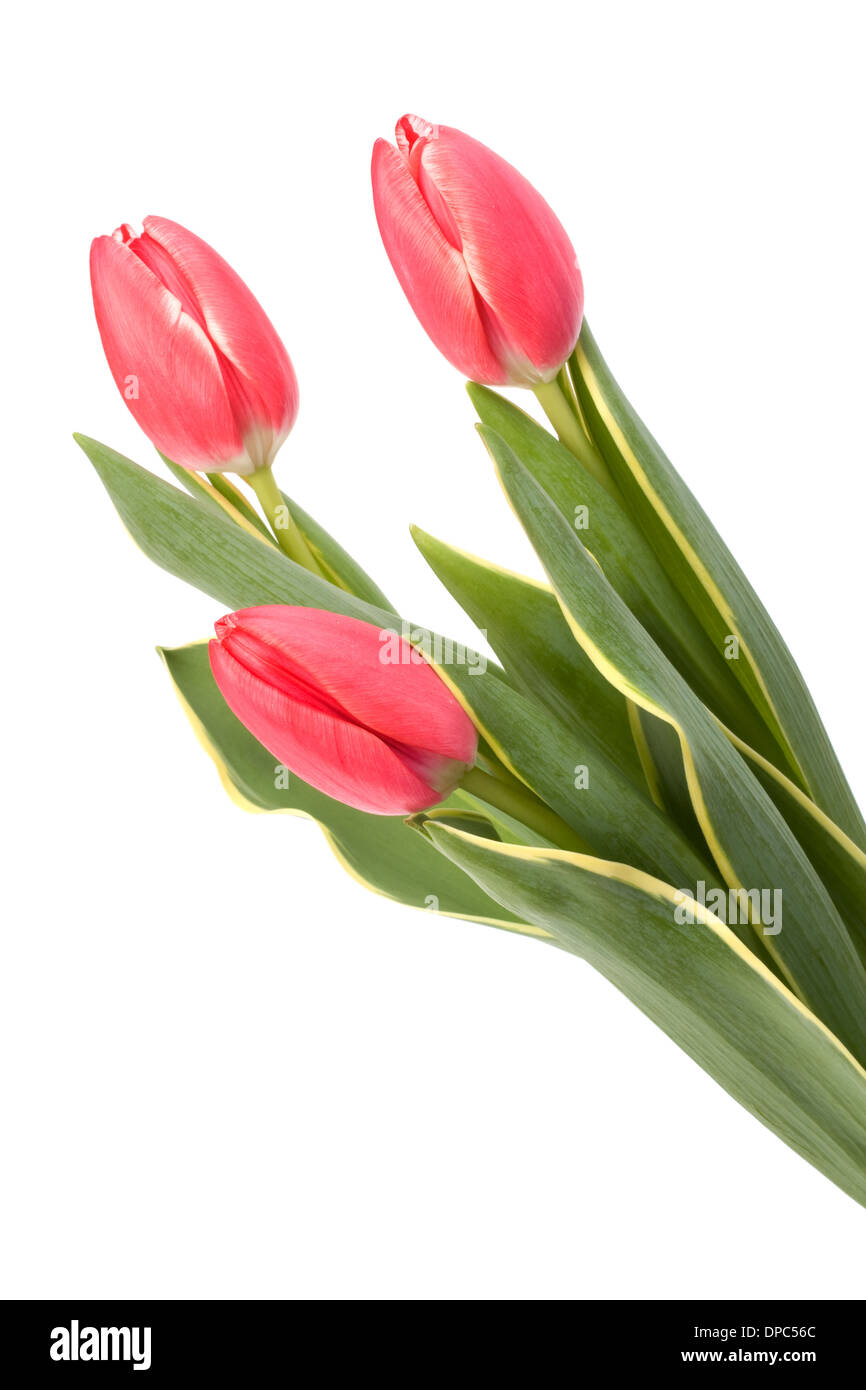 tulips isolated on white background Stock Photo - Alamy