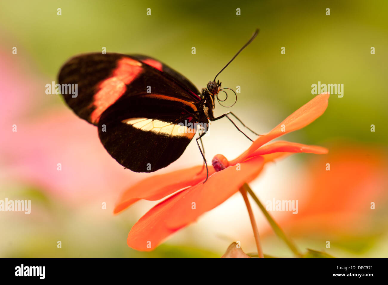 Red Postman Tropical Butterfly perched on a orange flower Stock Photo