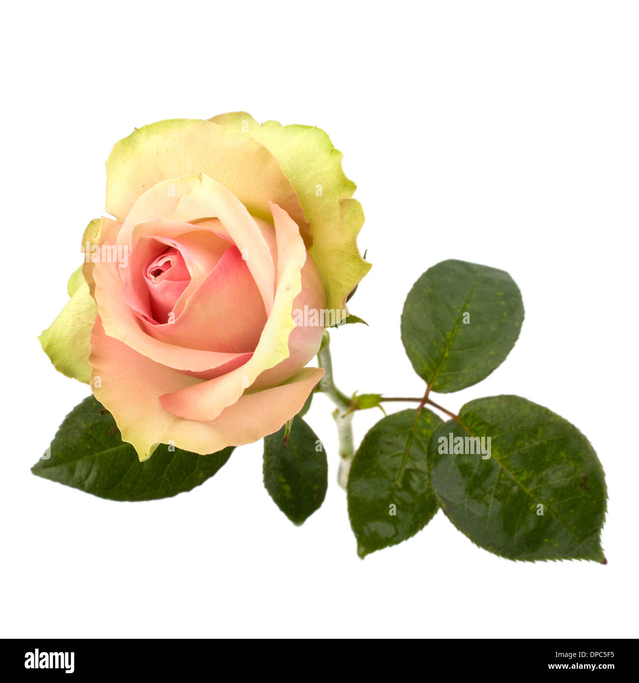 Beautiful rose isolated on white background Stock Photo - Alamy