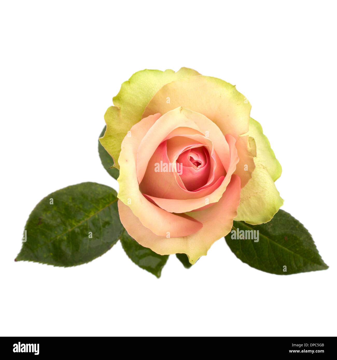 Beautiful rose isolated on white background Stock Photo - Alamy