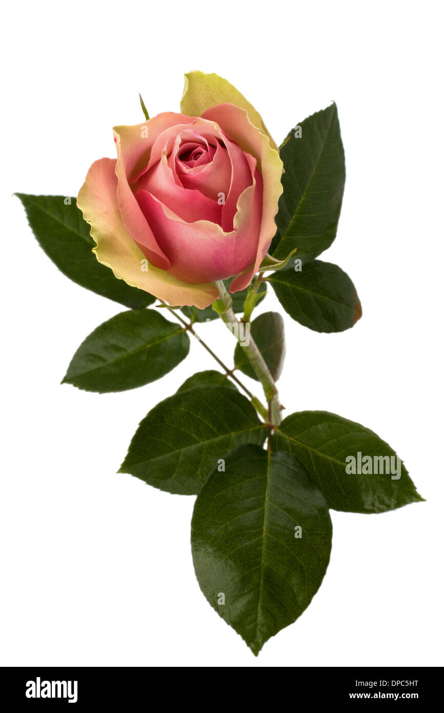 Beautiful rose isolated on white background Stock Photo - Alamy