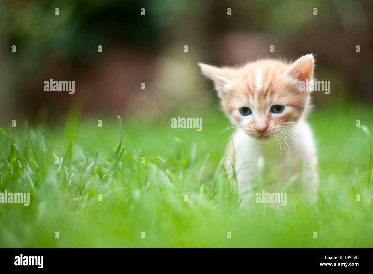 Sad lonely kitten Stock Photo - Alamy