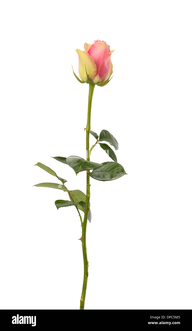 Beautiful rose isolated on white background Stock Photo - Alamy