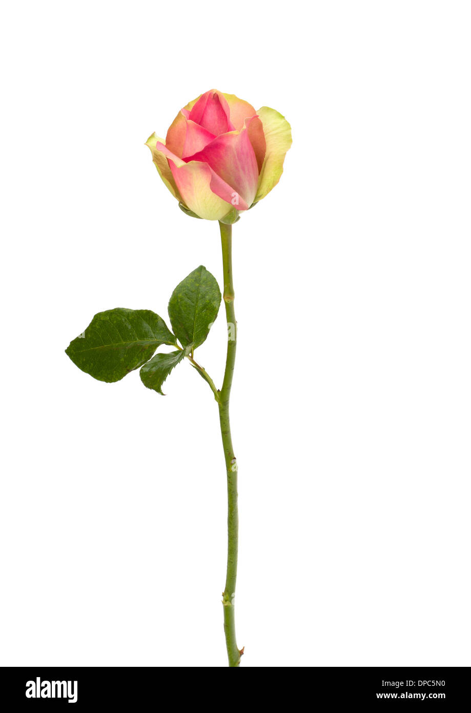Beautiful rose isolated on white background Stock Photo - Alamy
