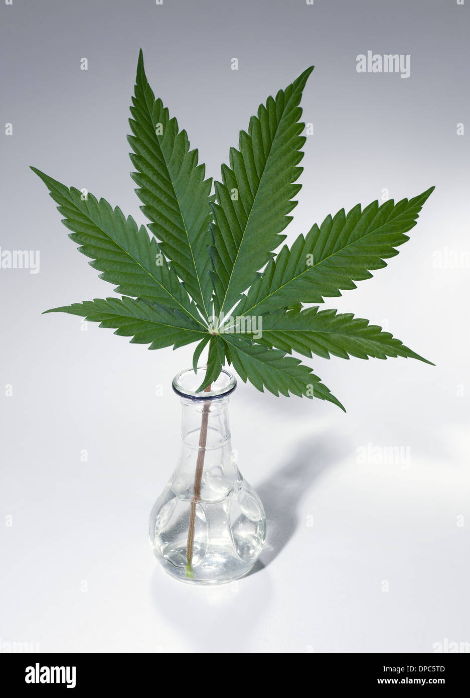 marijuana leaf in clear vase Stock Photo