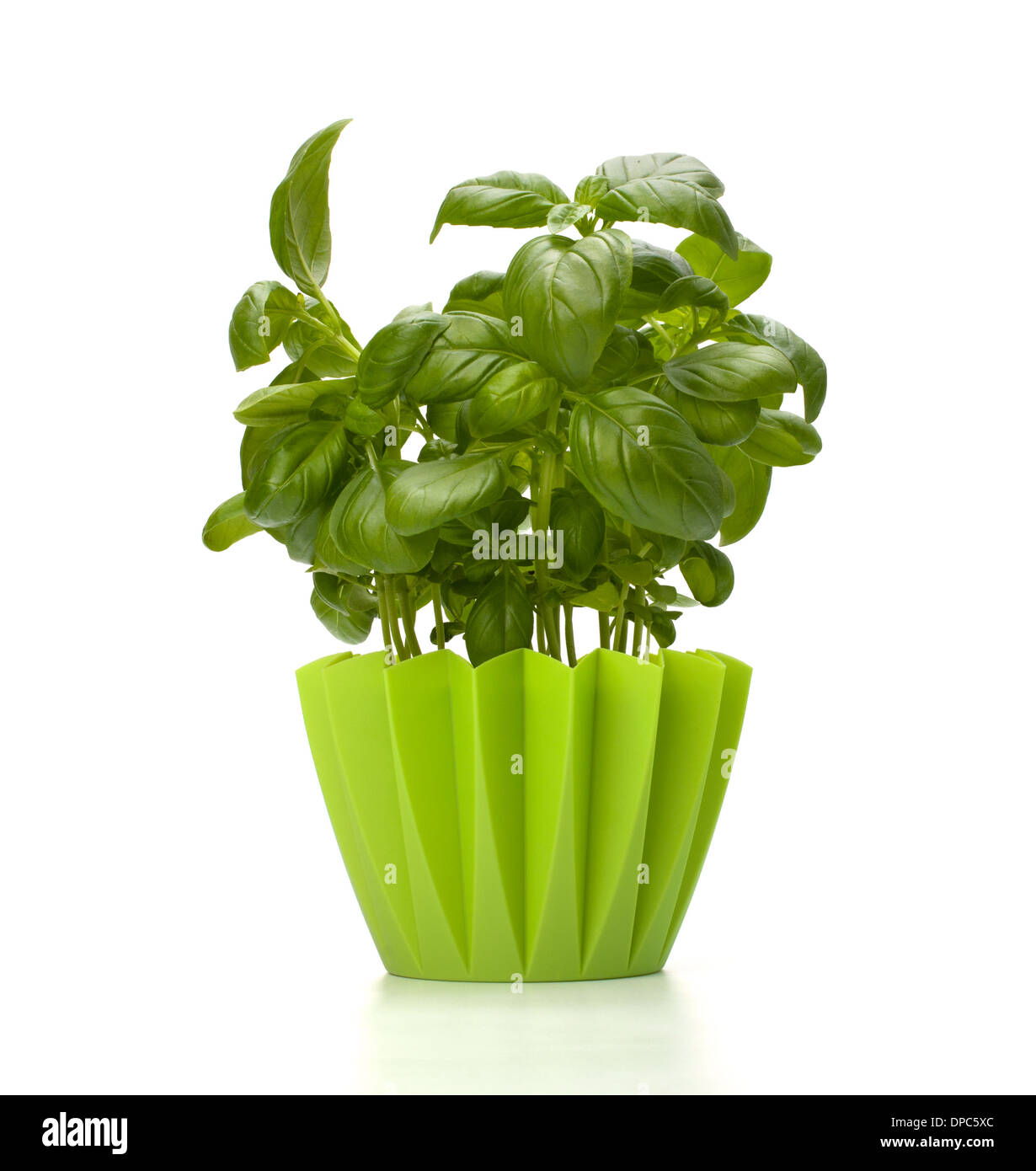 Sweet basil leaves isolated on white background Stock Photo Alamy