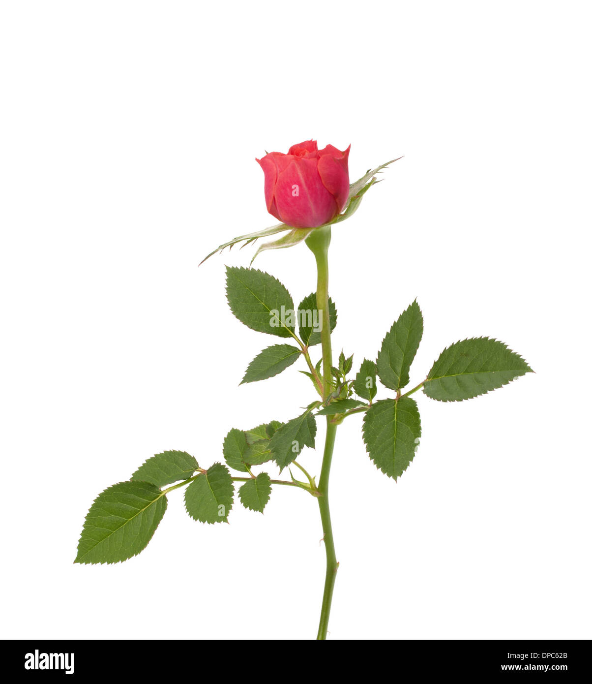 Beautiful rose isolated on white background Stock Photo - Alamy