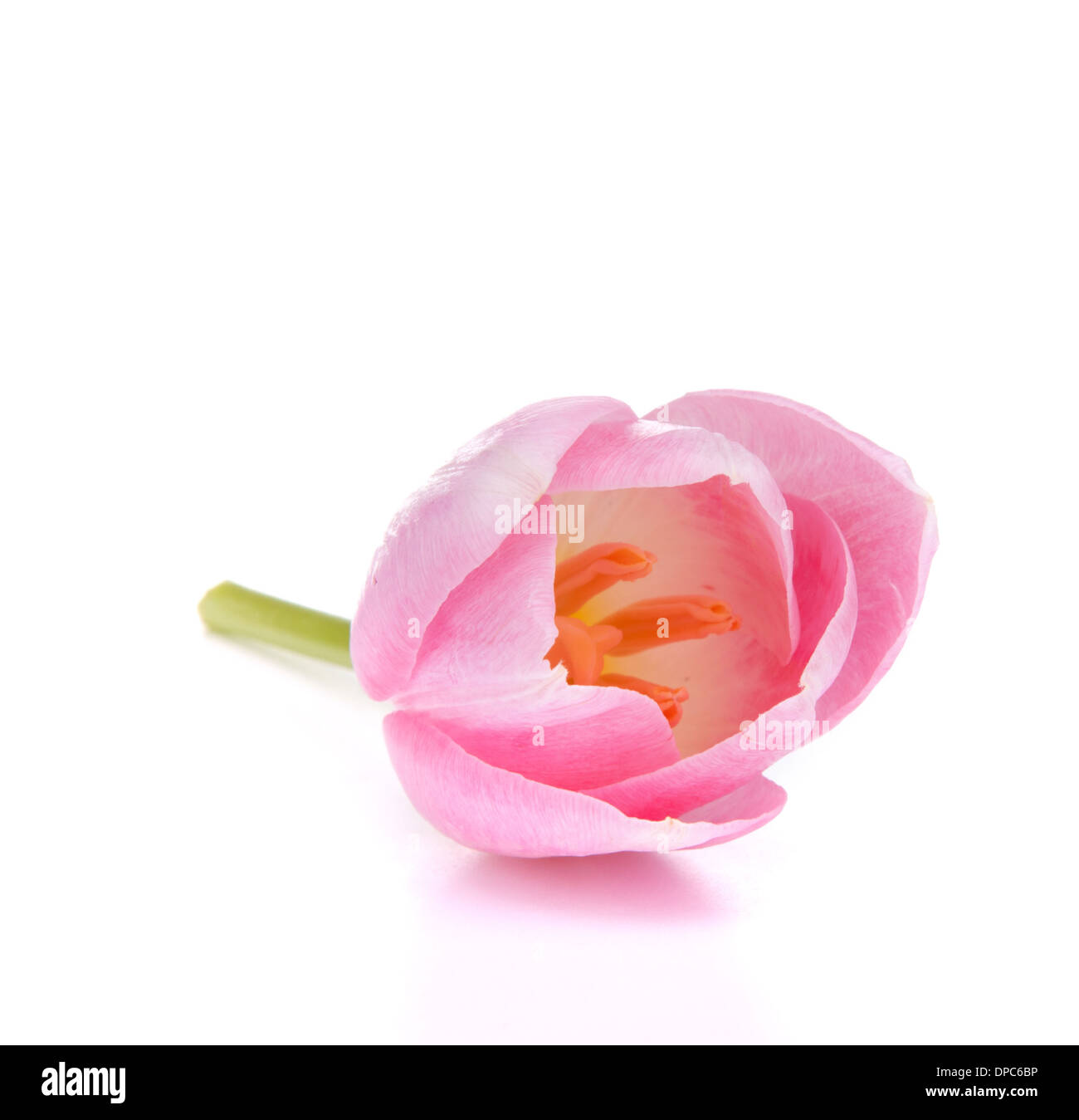 Pink tulip isolated on white background Stock Photo - Alamy