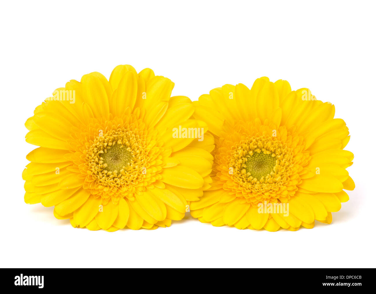 Beautiful daisy gerbera flowers isolated on white background Stock Photo
