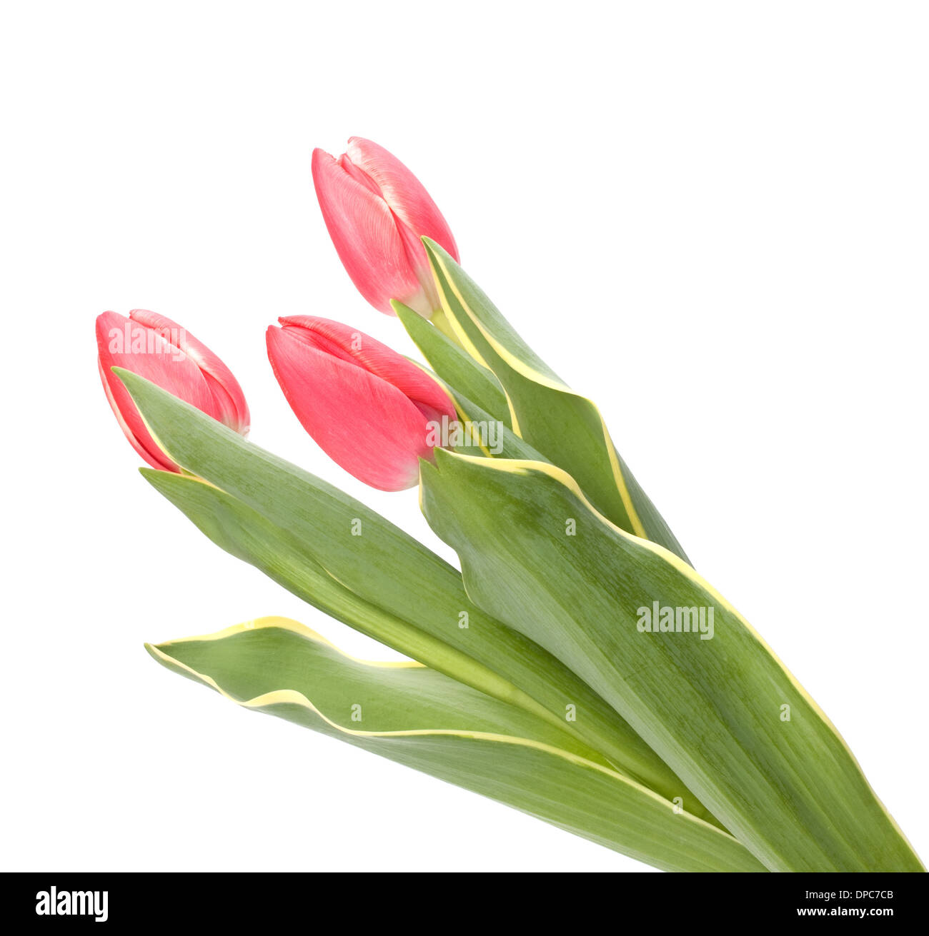 tulips isolated on white background Stock Photo - Alamy