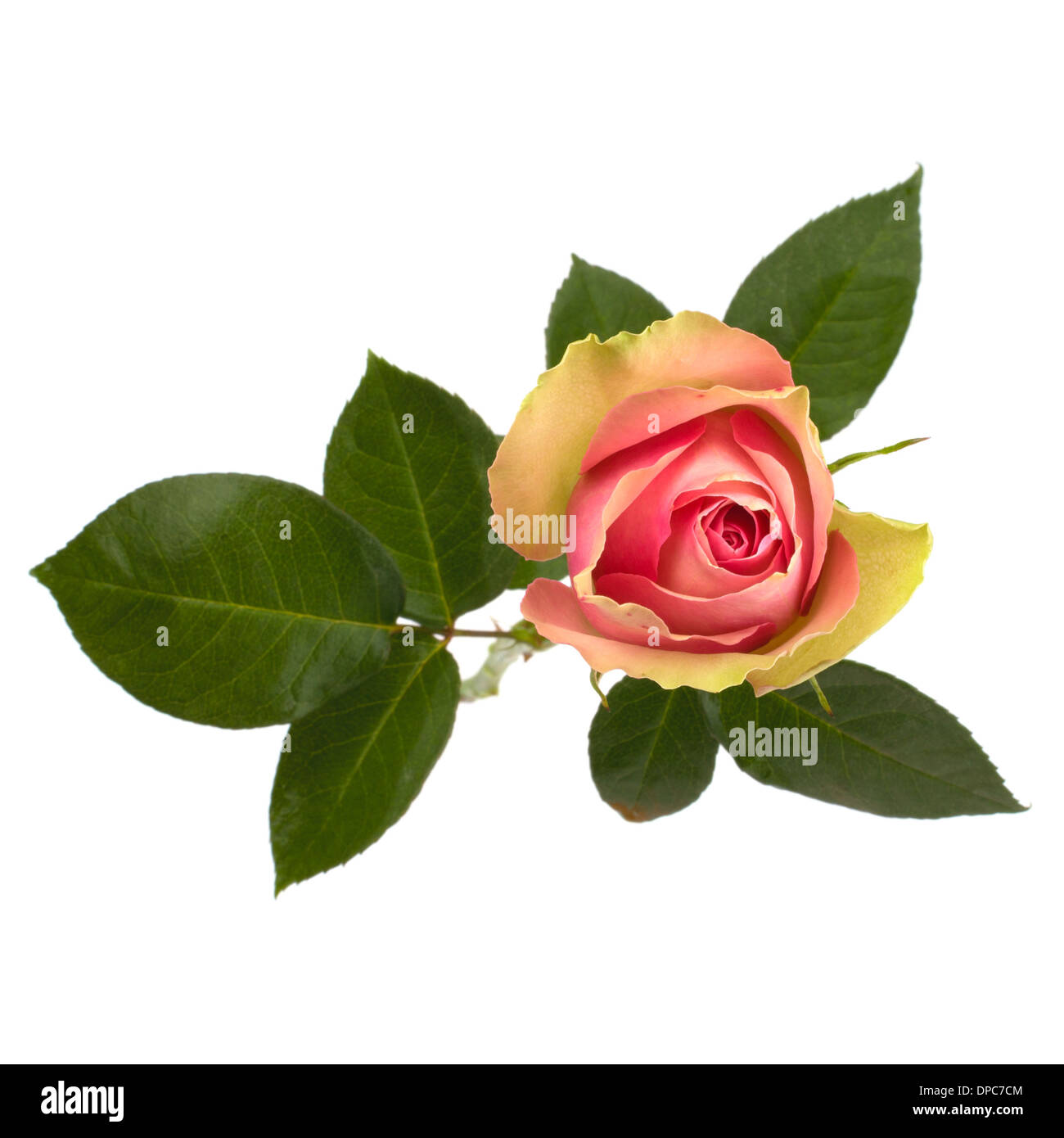 Beautiful rose isolated on white background Stock Photo - Alamy