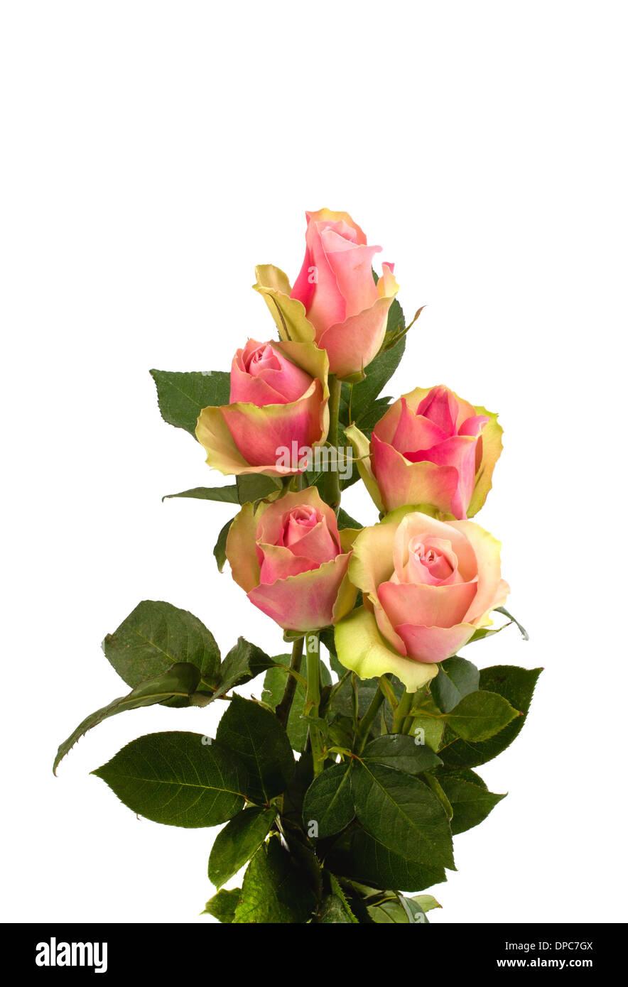 Beautiful roses isolated on white background Stock Photo - Alamy