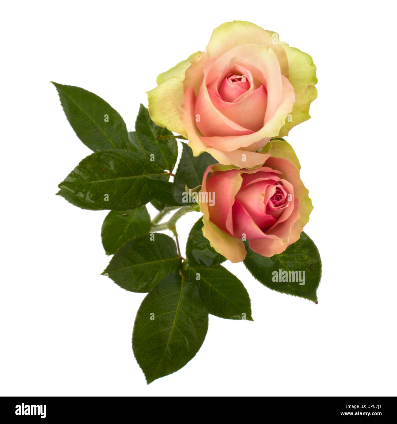 Beautiful roses isolated on white background Stock Photo - Alamy