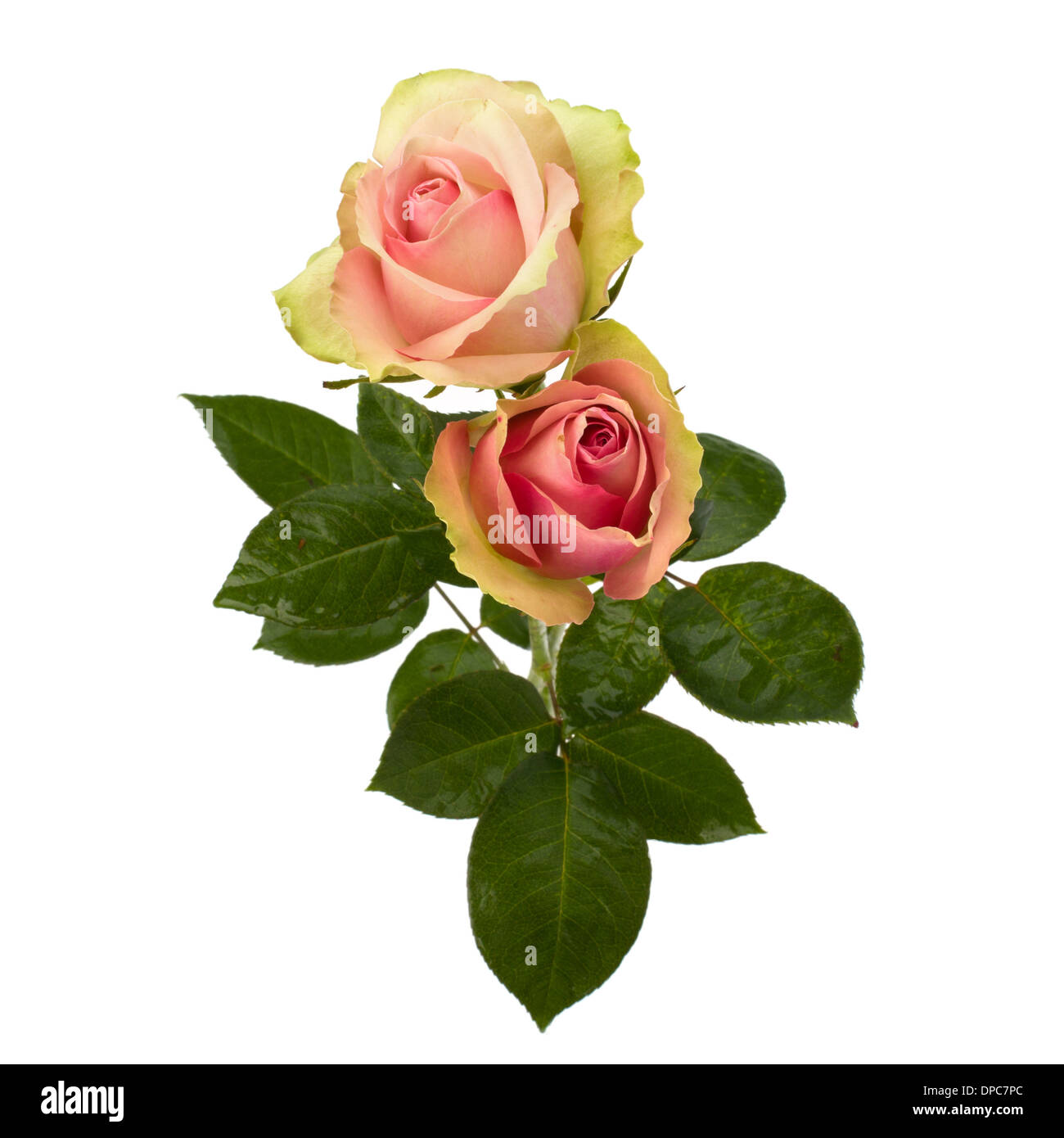 Beautiful roses isolated on white background Stock Photo - Alamy