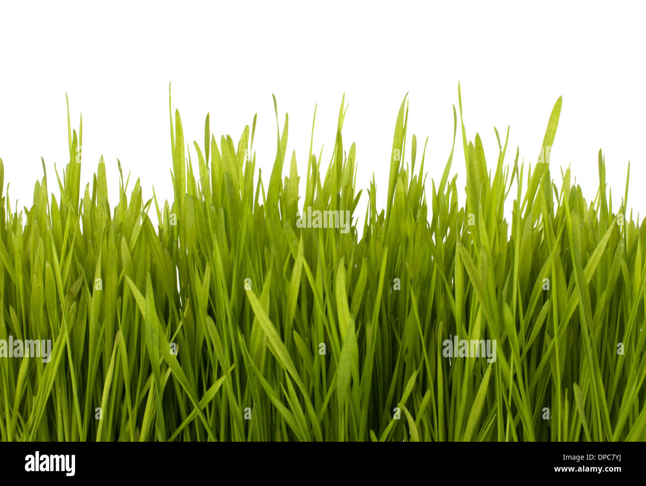 Grass silhouette isolated on white background Stock Photo - Alamy