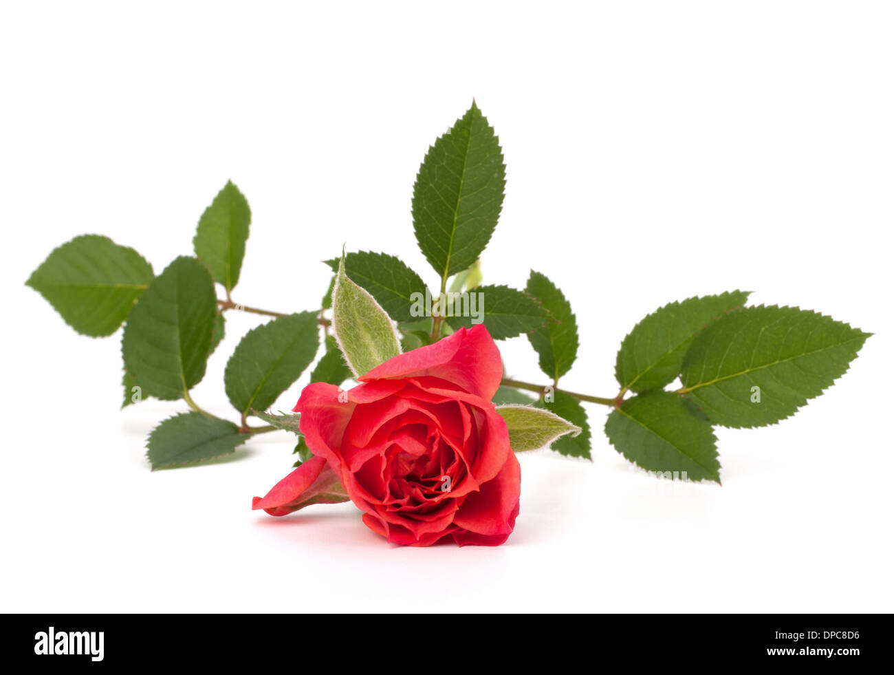 Beautiful rose isolated on white background Stock Photo - Alamy