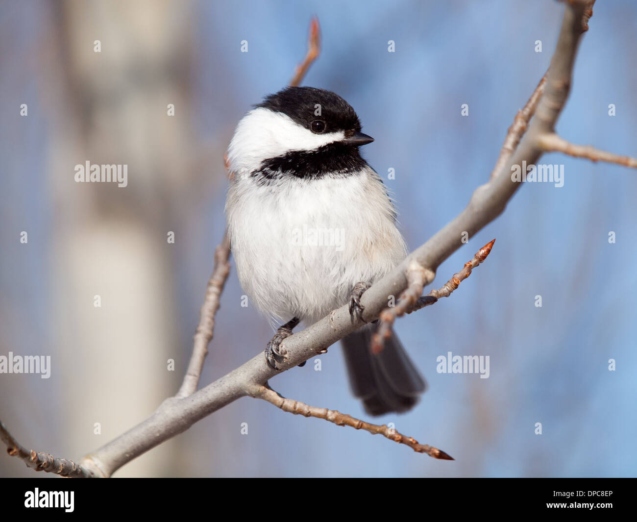 A  Black-capped Chickadee (Poecile atricapillus) at Clifford E. Lee Wildlife Sanctuary in Alberta, Canada. Stock Photo
