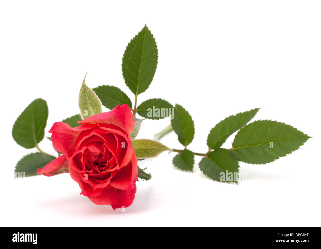 Beautiful rose isolated on white background Stock Photo - Alamy