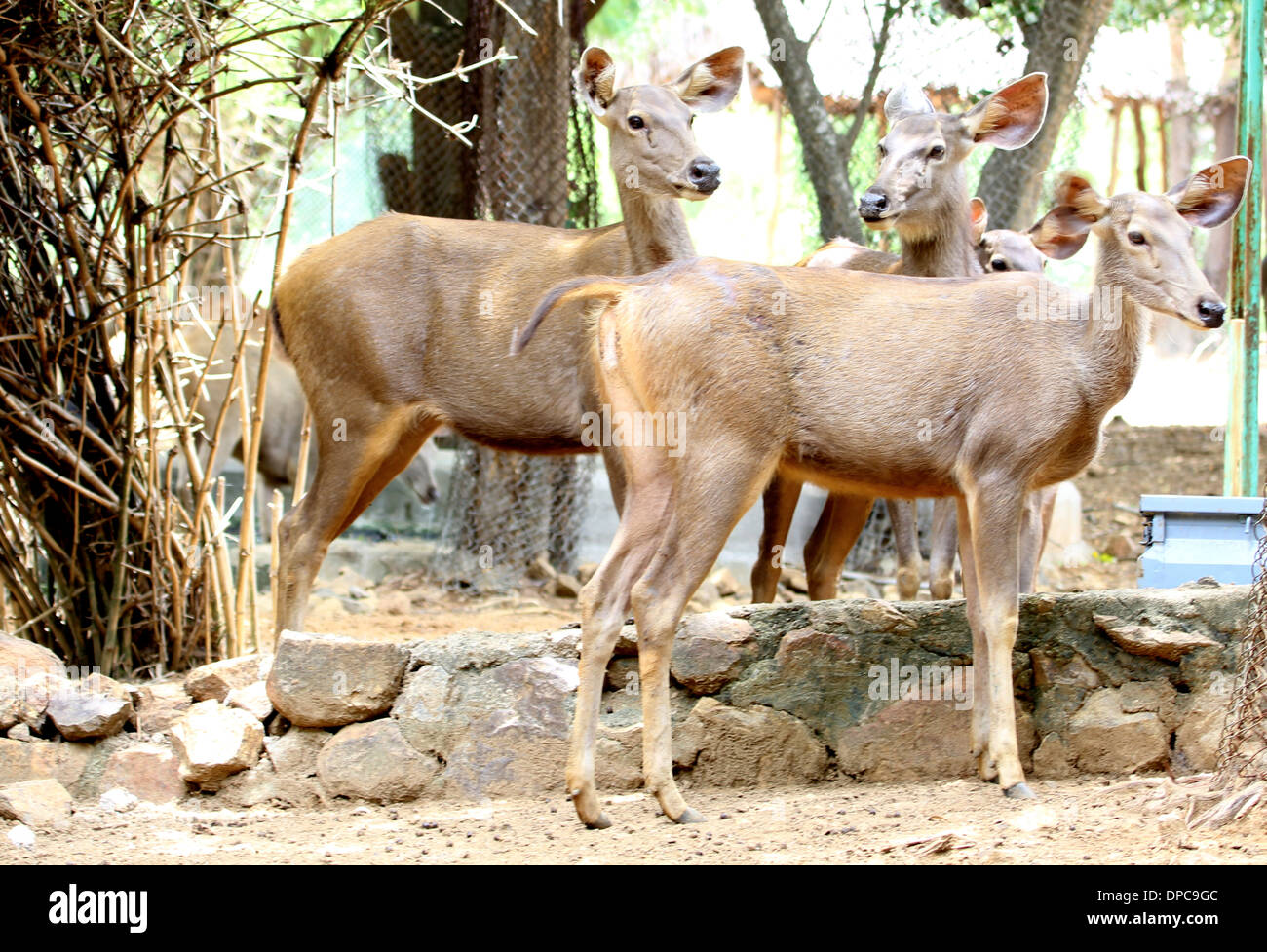 Deers in Chennai Zoological park, Tamilnadu, India Stock Photo - Alamy