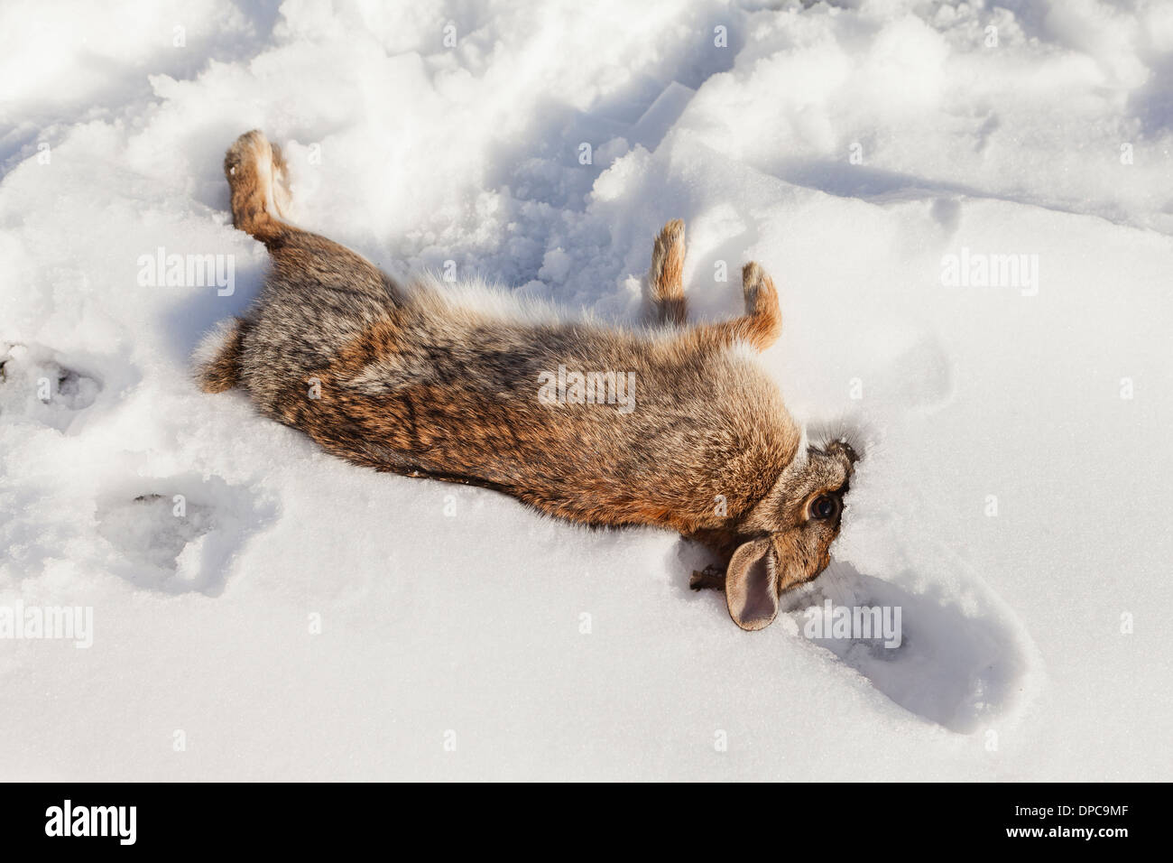 Hunter's catch, Eastern cottontail rabbit (Sylvilagus floridanus) - Pennsylvania USA Stock Photo