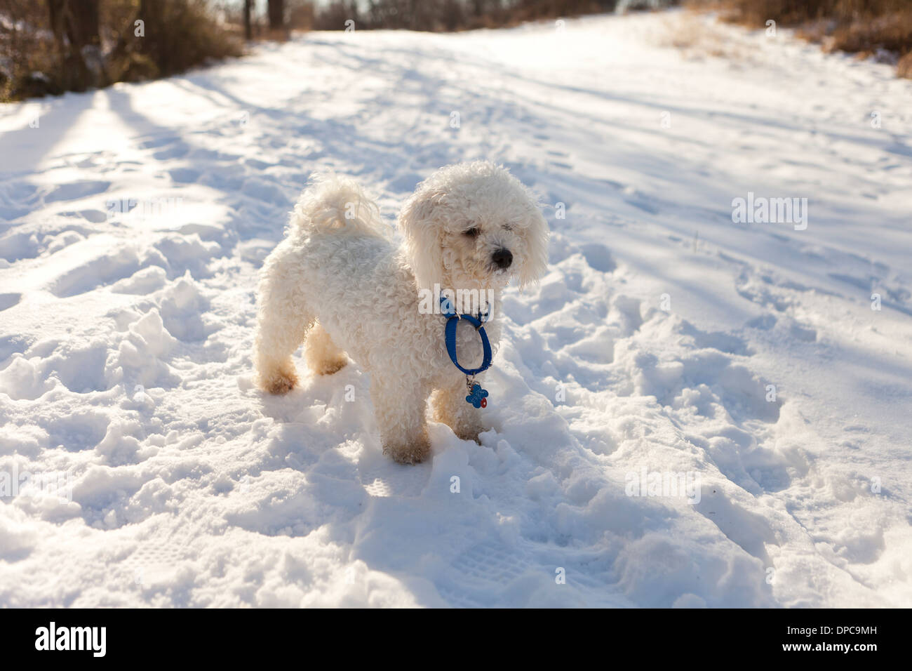 Furry white dog on snow - Pennsylvania USA Stock Photo