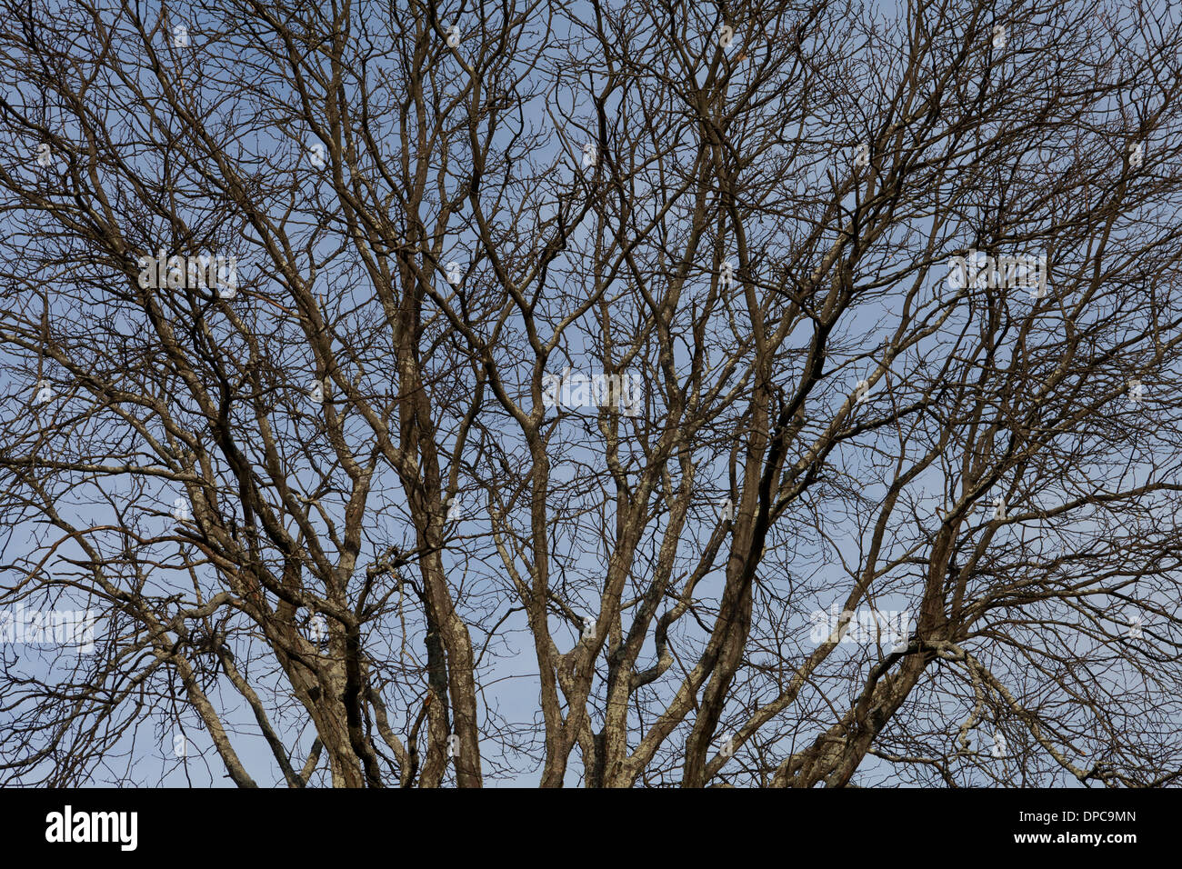 Dormant hires stock photography and images Alamy