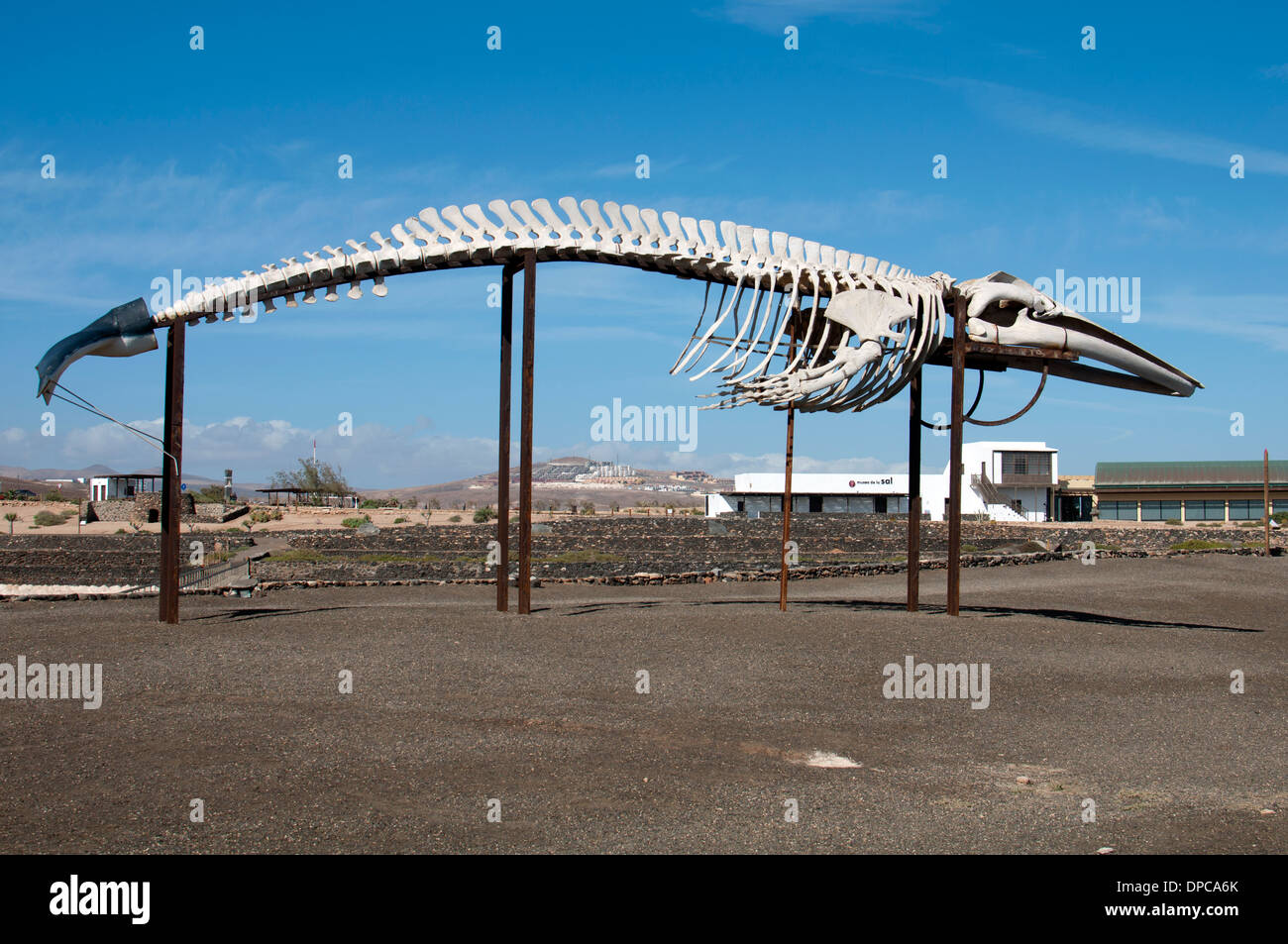 Whale skeleton by the salt museum near Caleta de Fuste, Fuerteventura, Canary Islands, Spain. Stock Photo