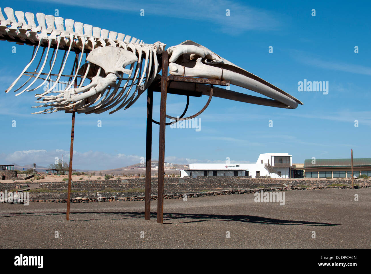 Whale skeleton by the salt museum near Caleta de Fuste, Fuerteventura, Canary Islands, Spain. Stock Photo