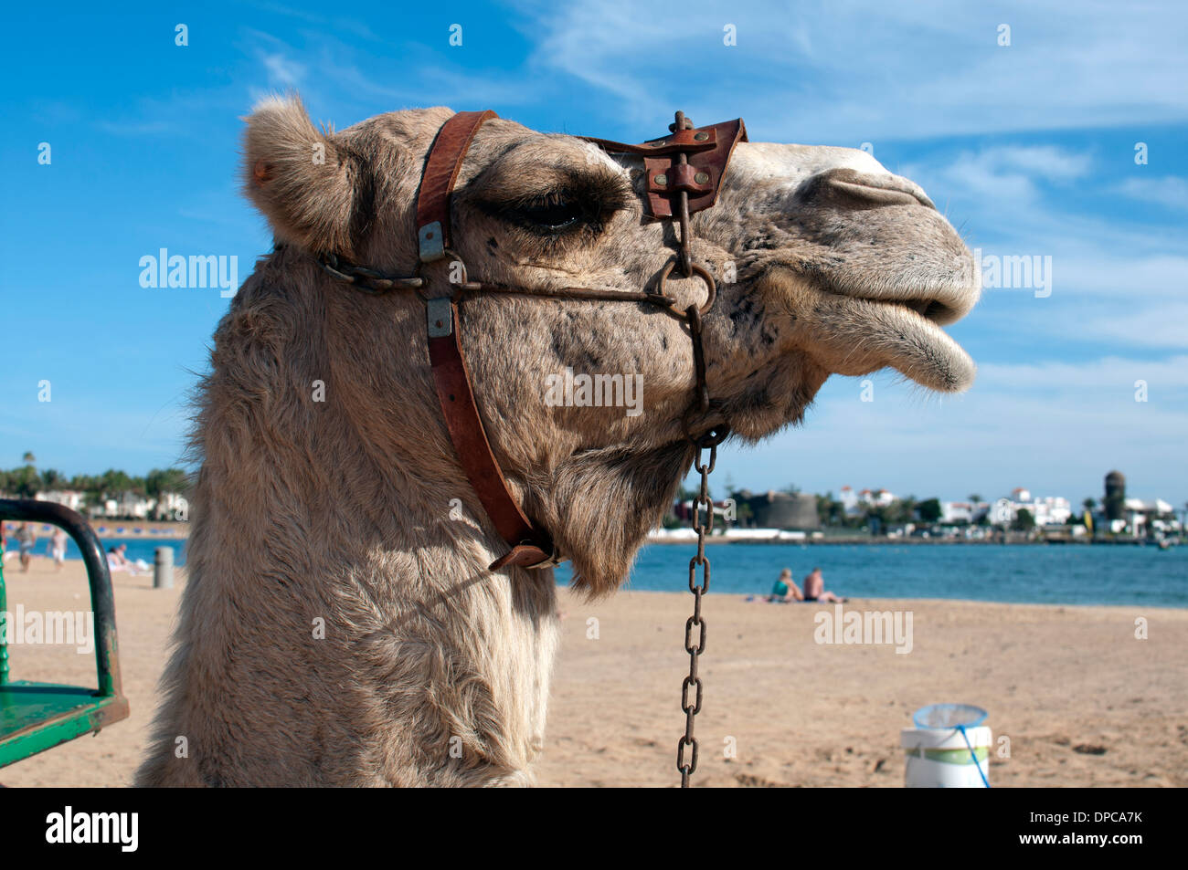 Camel fuerteventura hi-res stock photography and images - Alamy