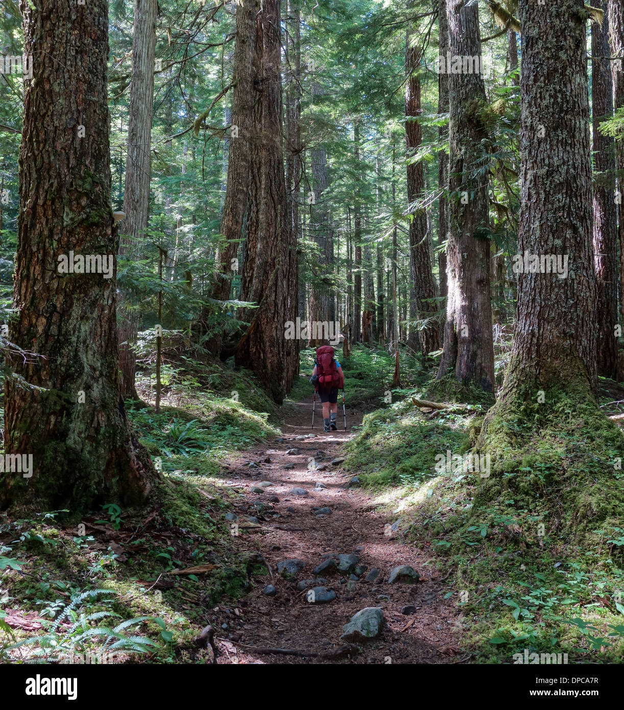 A lone hiker walks among an old growth stand of hemlock and cedar along the Wonderland Trail in Washington State. Stock Photo