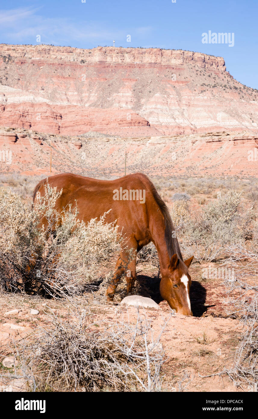 Vertical Composition Scenic Desert Southwest Landscape Animal Livestock Horse Grazing. Look closely you will see straw on this Stock Photo