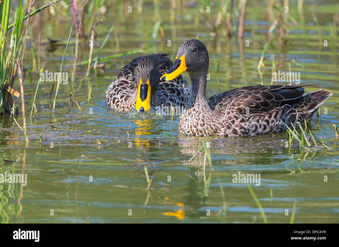yellow billed duck pair feeding Stock Photo